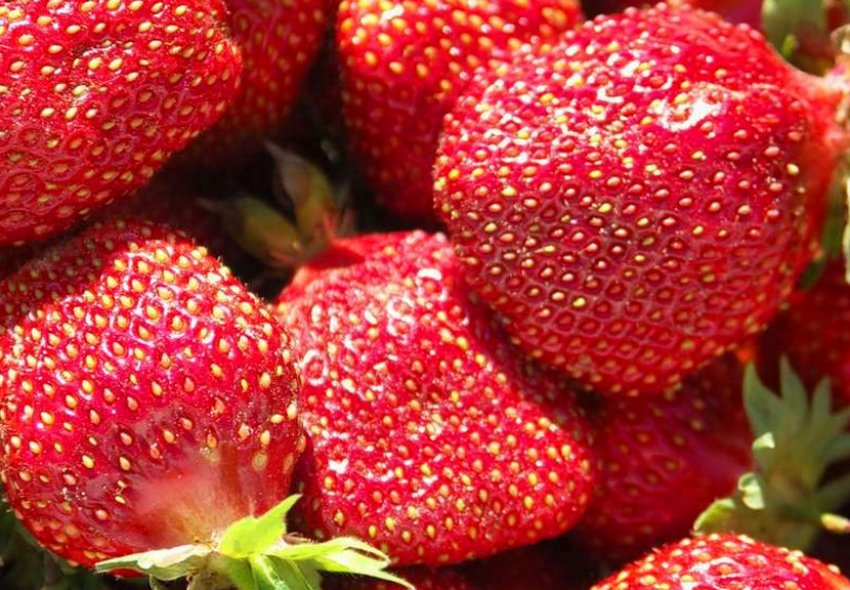 Полуниця Ред Гонтлет Полуниця Ред Гонтлет