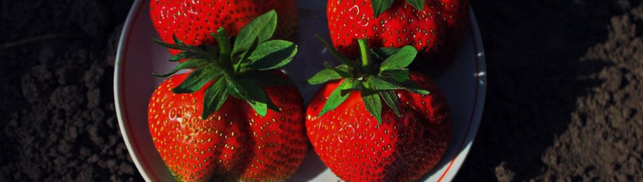 Особливості посадки полуниці сорту Роксана і догляду за нею