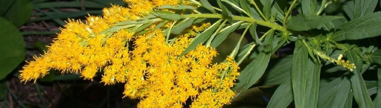 Полтава буде боротися з амброзією за 3,2 мільйона гривень