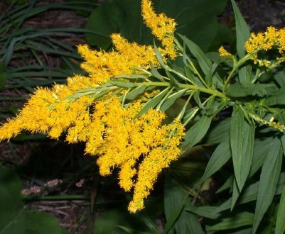 Полтава буде боротися з амброзією за 3,2 мільйона гривень