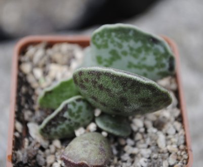 Адромискус: опис видів, вирощування і догляд в домашніх умовах