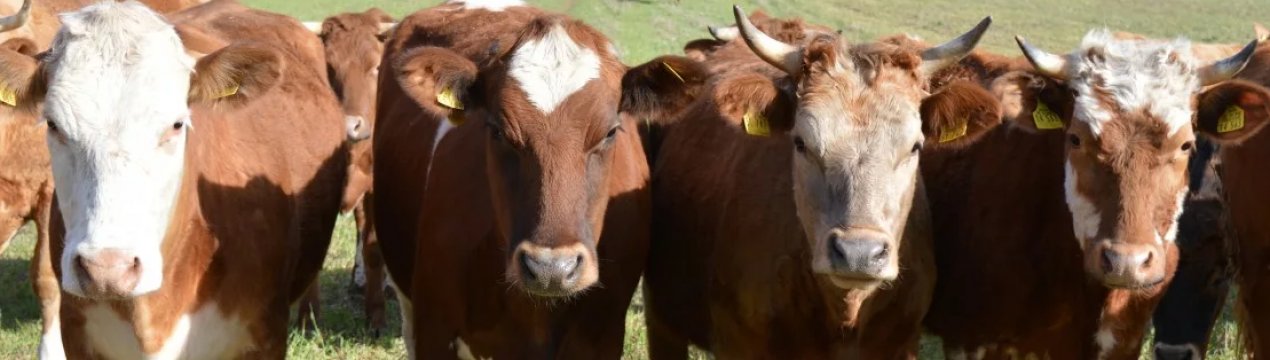 Самарські корови підхопили лептоспіроз