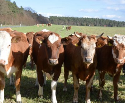 Самарські корови підхопили лептоспіроз
