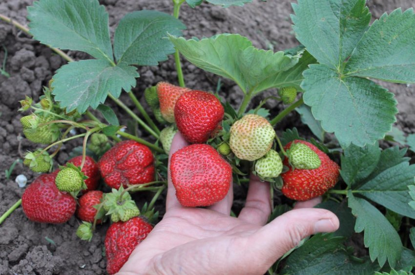 Полуниця Ред Гонтлет Полуниця Ред Гонтлет