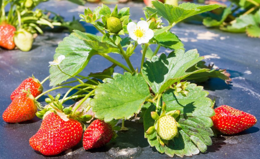 Полуниця Ред Гонтлет Полуниця Ред Гонтлет