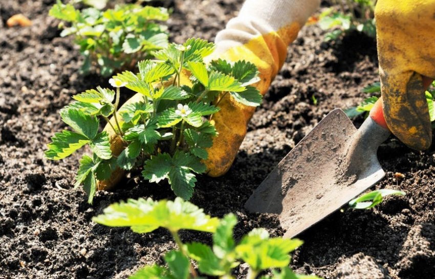 Посадка полуниці навесні Посадка полуниці навесні