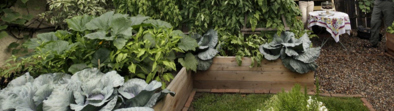 Юні казанські садівники разом з батьками вирушать на громадський город