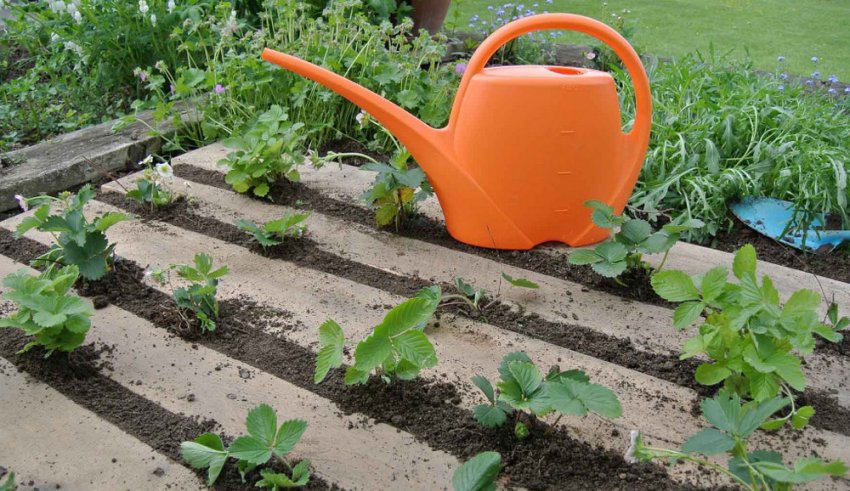 Полив полуниці Полив полуниці