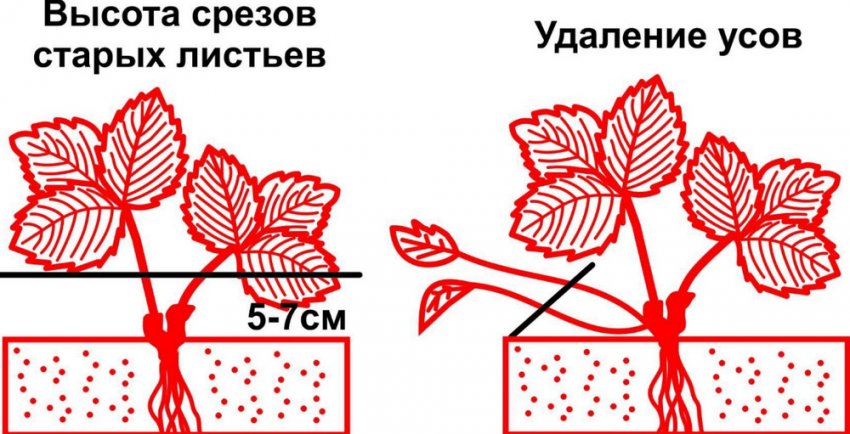 Обрізування вусів суниці і старих листків Обрізування вусів суниці і старих листків