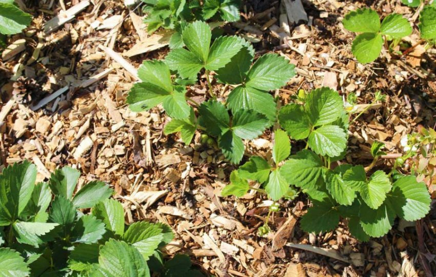 Мульчування полуниці тирсою Мульчування полуниці тирсою