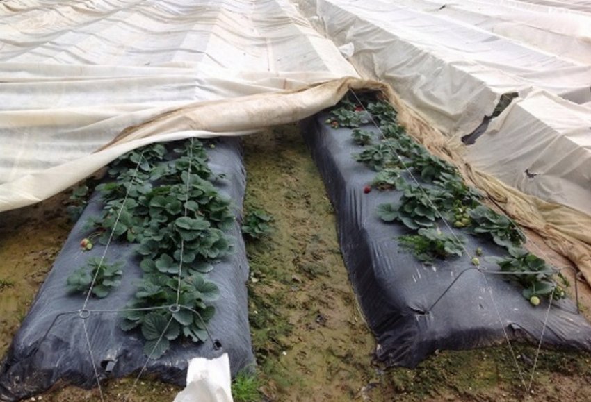 Укриття полуниці агроволокном Укриття полуниці агроволокном