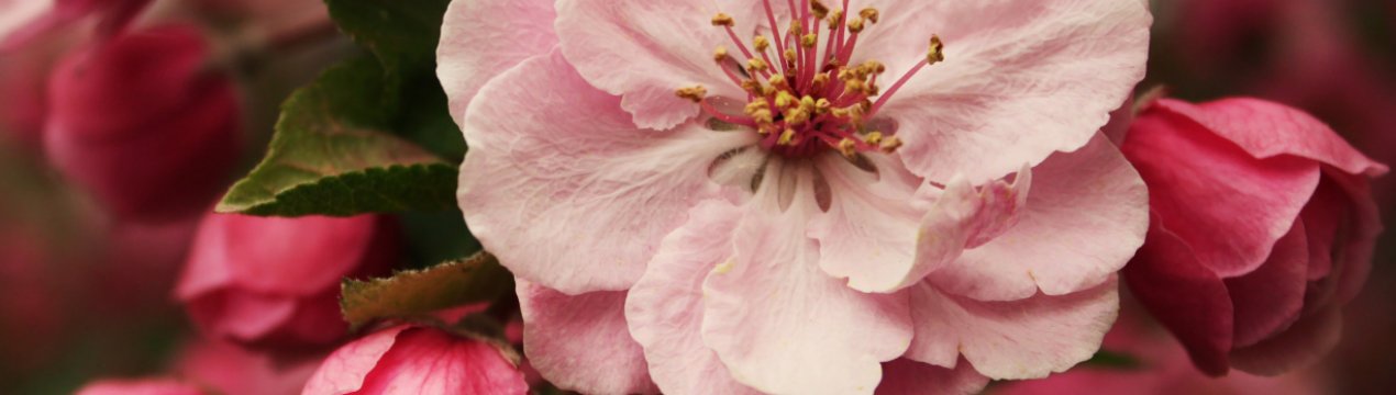 На полях і в садах України спостерігається розвиток фітопатогенів