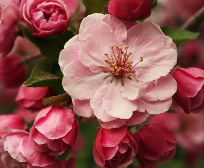 На полях і в садах України спостерігається розвиток фітопатогенів