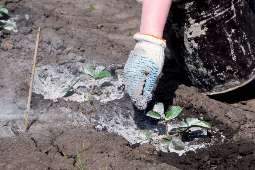 Посипання полуниці деревною золою Посипання полуниці деревною золою