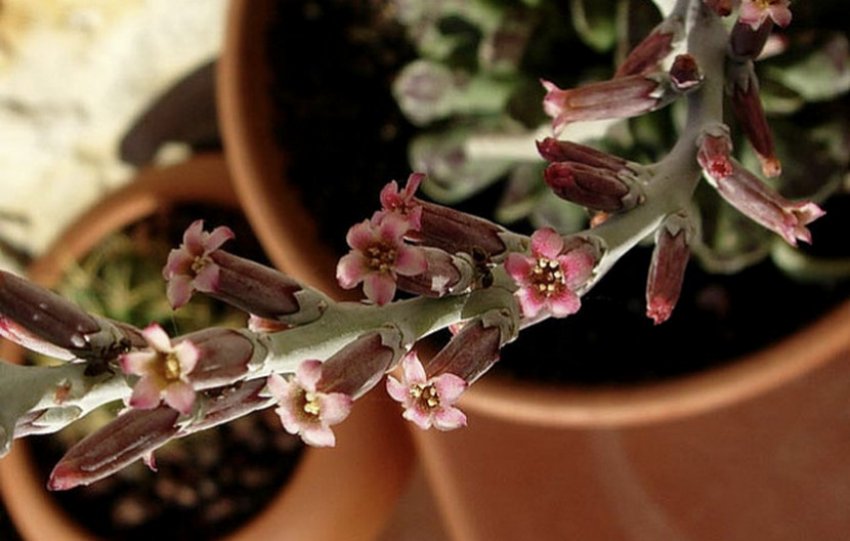 Цвітіння адромискуса Цвітіння адромискуса