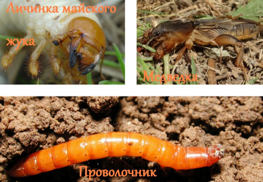 Шкідники полуниці Шкідники полуниці