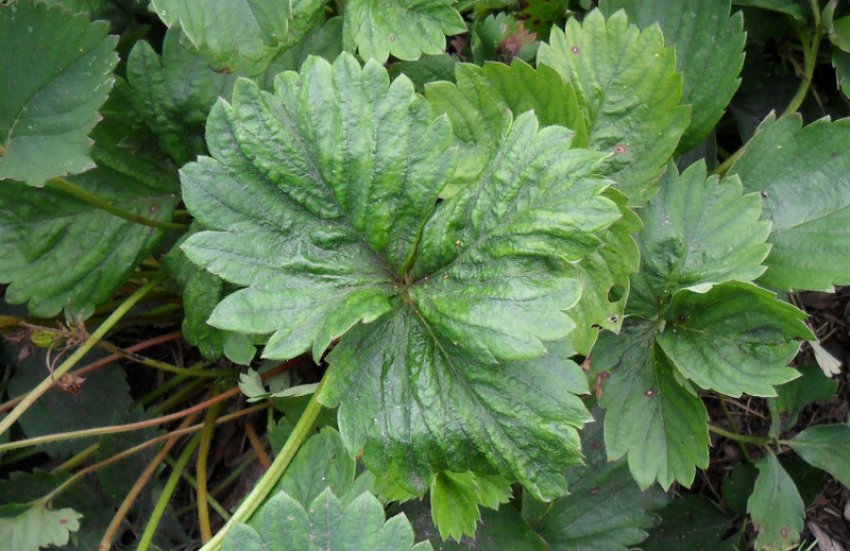 Кліщ на полуниці Кліщ на полуниці