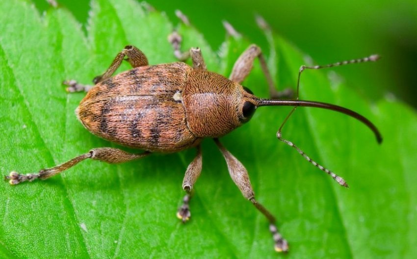 Довгоносик. Довгоносик.