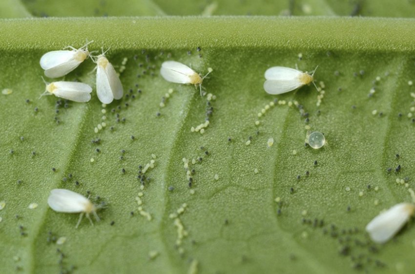 Попелиця Попелиця