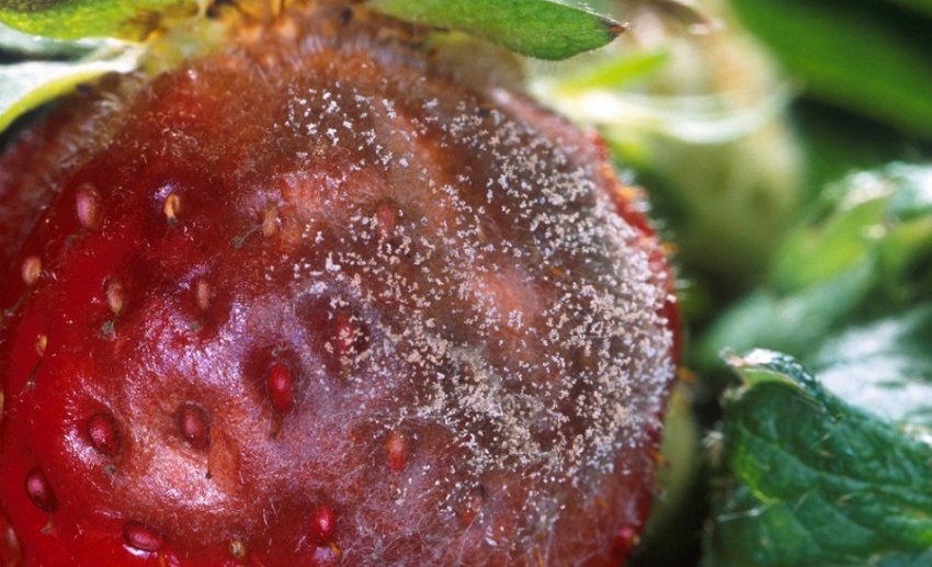 Сіра гниль Сіра гниль