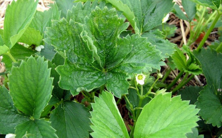 Скручування Скручування