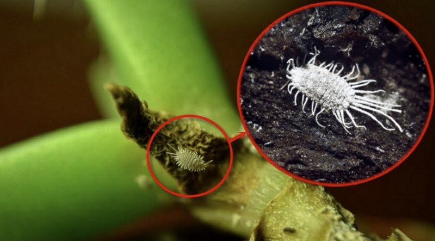 Борошнистий червець Борошнистий червець