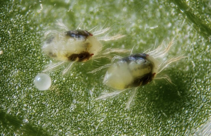 Павутинний кліщ Павутинний кліщ