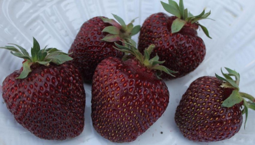 Полуниця Чорний принц