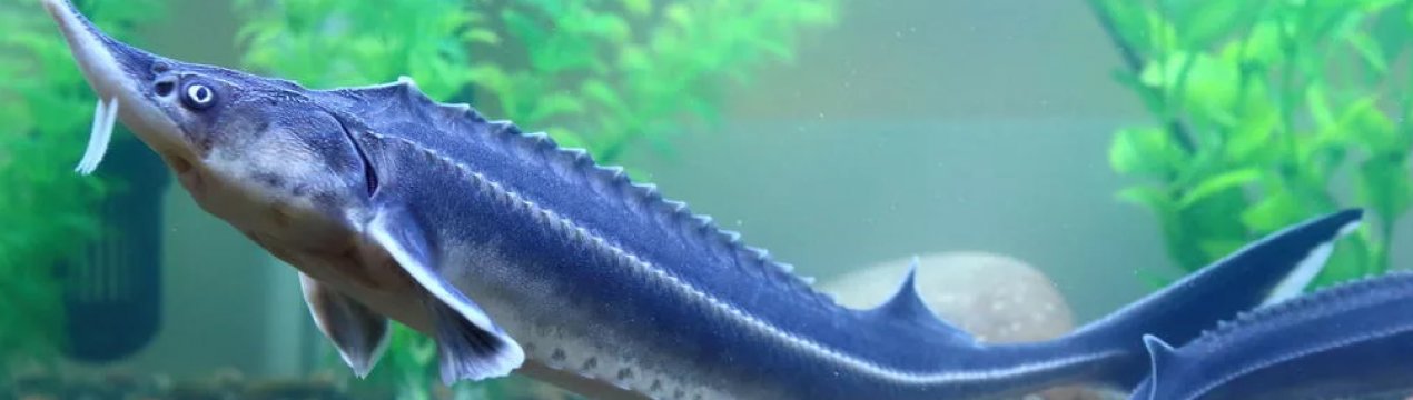 У Канівське водосховище випустили краснокнижную стерлядь