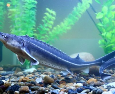 У Канівське водосховище випустили краснокнижную стерлядь