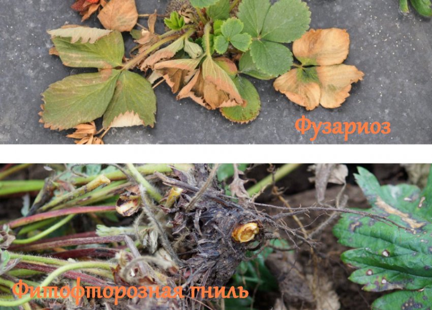 Хвороби полуниці Хвороби полуниці