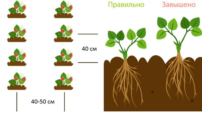 Посадка полуниці Посадка полуниці