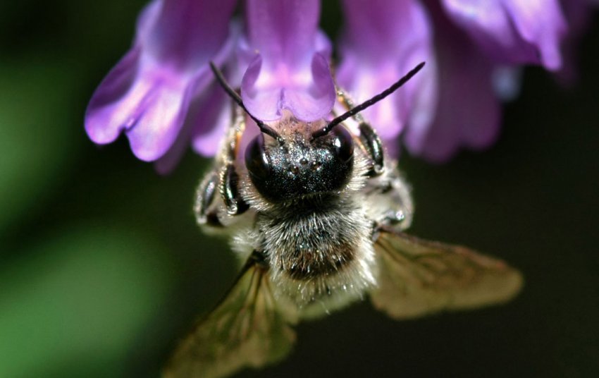 Вендета по-полтавськи: пасічники помстяться за загиблих бджіл