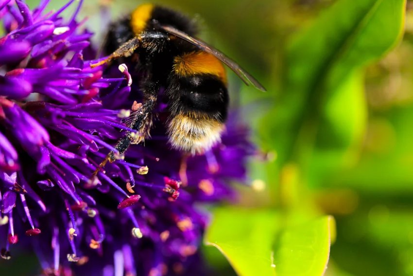 Вендета по-полтавськи: пасічники помстяться за загиблих бджіл