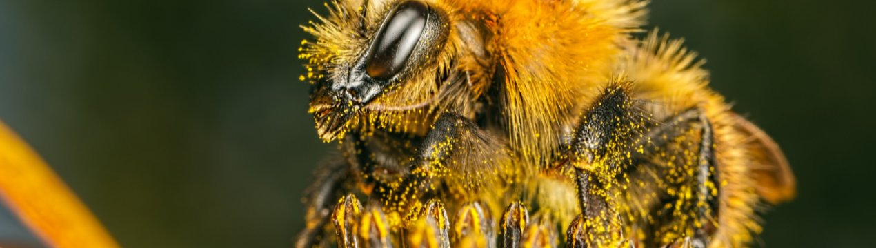 Вендета по-полтавськи: пасічники помстяться за загиблих бджіл