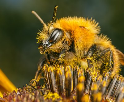 Вендета по-полтавськи: пасічники помстяться за загиблих бджіл