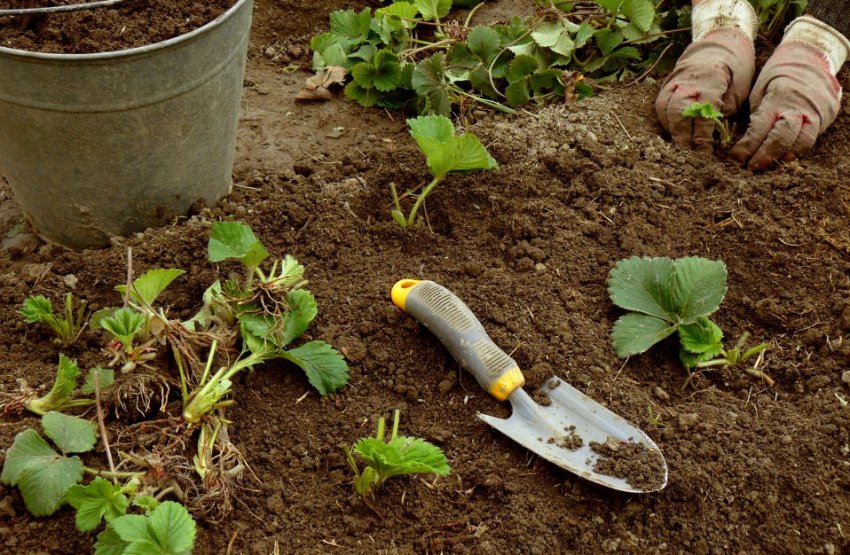 Посадка полуниці