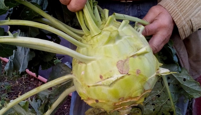 Видалення листя капусти кольрабі Видалення листя капусти кольрабі