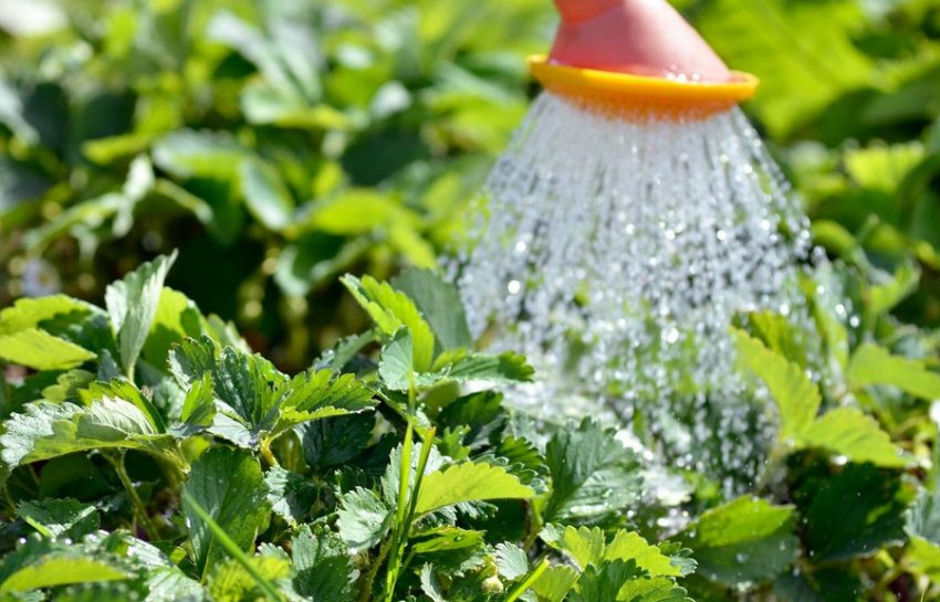 Полив полуниці