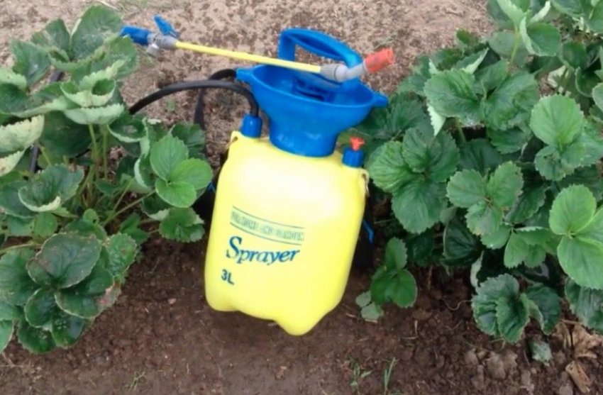 Обприскування полуниці навесні від шкідників і хвороб