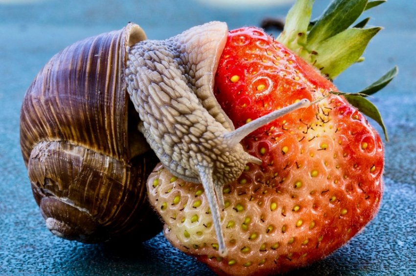 Равлик на полуниці