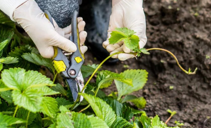 Обрізування вусів суниці