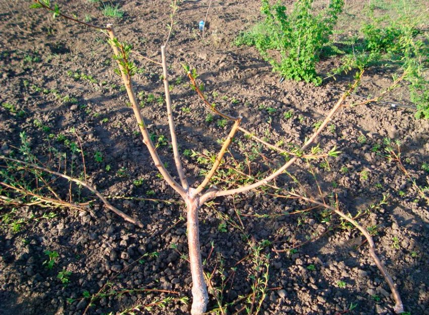 Обрізка персика навесні Обрізка персика навесні