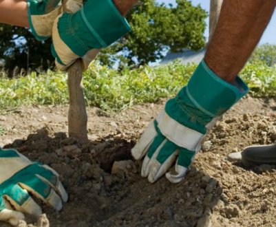 Особливості пересадки дорослої яблуні на нове місце