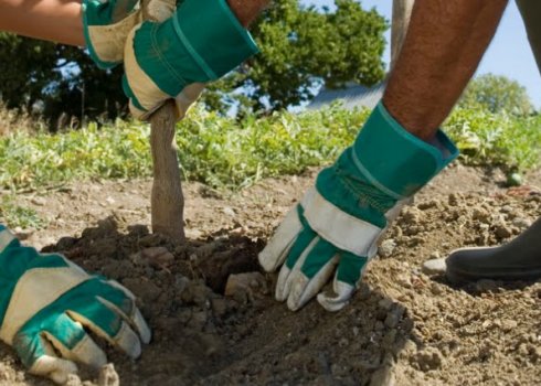 Особенности пересадки взрослой яблони на новое место