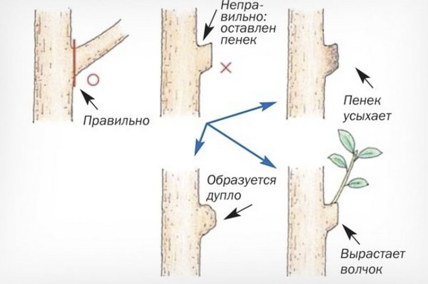 Як правильно зрізати гілку Як правильно зрізати гілку