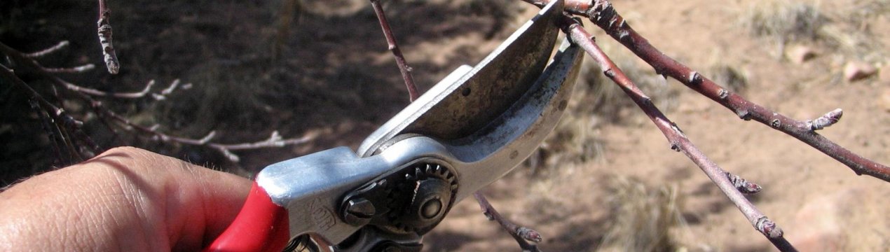 Як і коли обрізати персикове дерево