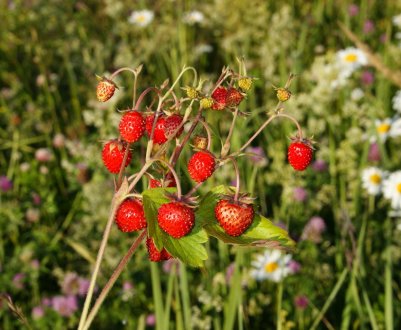 Головні відмінності дикої полуниці від суниці