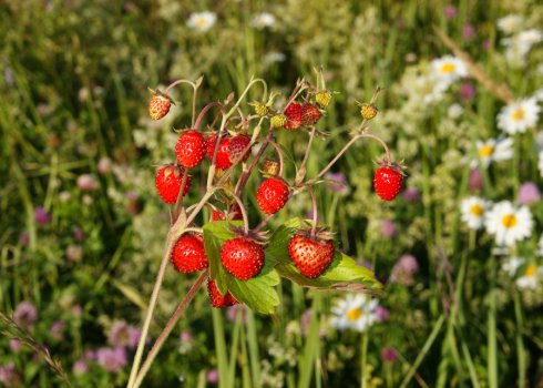Головні відмінності дикої полуниці від суниці
