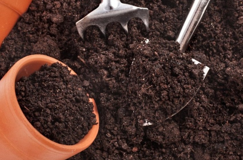 Почва для посадки рассады